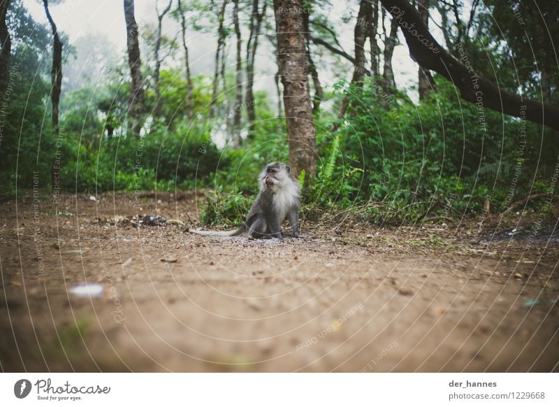 monkey island schlechtes Wetter Nebel Urwald Tier Wildtier Affen 1 Bewegung hängen hocken sportlich frei wild Rinjani Lombok Menschlichkeit Farbfoto mehrfarbig