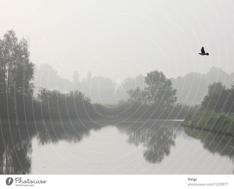 morgens am Fluss... Umwelt Natur Landschaft Pflanze Tier Sommer Nebel Baum Sträucher Flussufer Wildtier Vogel 1 fliegen Wachstum authentisch außergewöhnlich