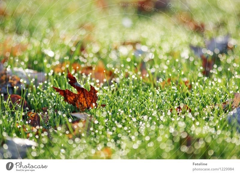 Im letzten Herbst Umwelt Natur Pflanze Urelemente Wasser Wassertropfen Schönes Wetter Gras Blatt Garten Wiese nass natürlich braun grün Herbstlaub herbstlich