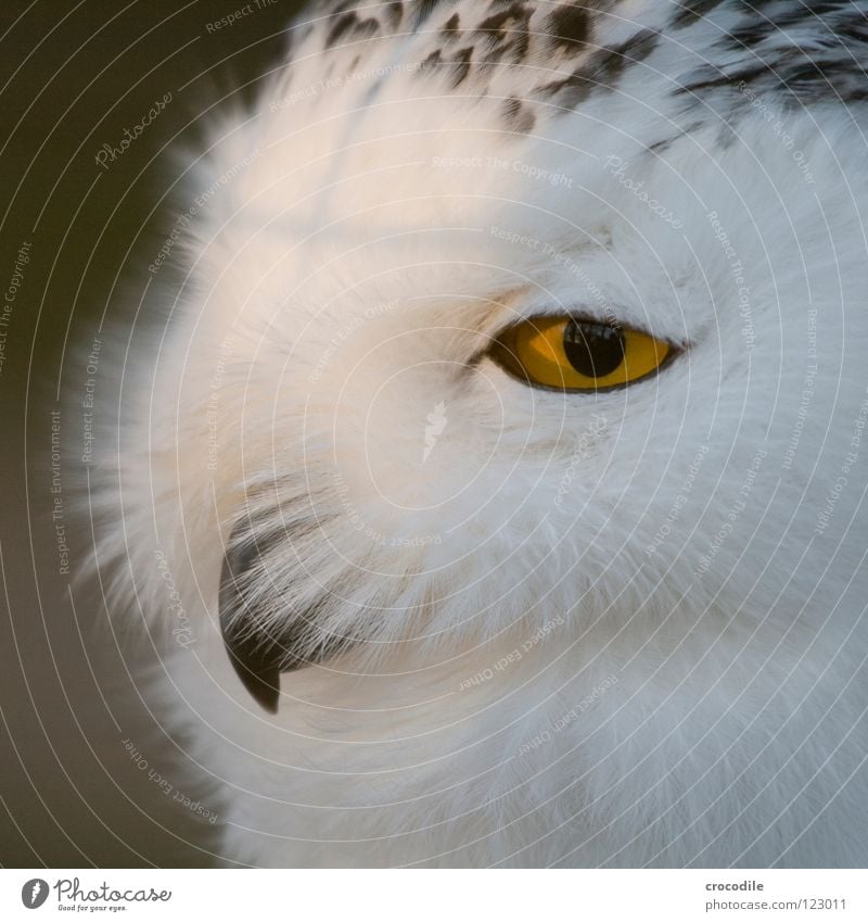 golden eye Tier Lebewesen Zoo Vogel Blick bewegungslos Schnabel weich Daunen Pupille Feder Auge Vogelkopf Tiergesicht Blick in die Kamera
