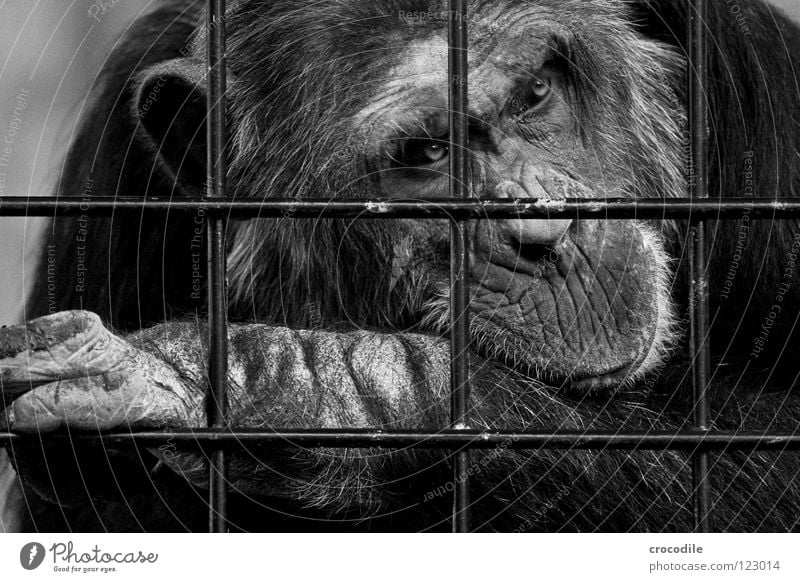 Schimpansen brauchen Freiheit ll Zoo Menschenaffen gefangen Trauer Gitter Haftstrafe Stirn Fell Verzweiflung Schwarzweißfoto Tier Ausflug gefängniss Traurigkeit