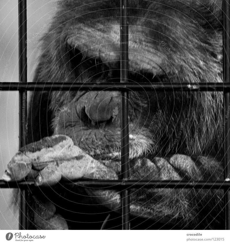 Schimpansen brauchen Freiheit lll Zoo Menschenaffen gefangen Trauer Gitter Haftstrafe Stirn Fell Verzweiflung Schwarzweißfoto Tier Ausflug gefängniss
