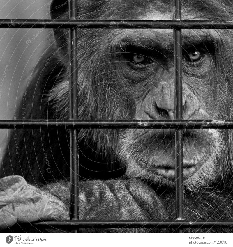Schimpansen brauchen Freiheit lV Zoo Menschenaffen gefangen Trauer Gitter Haftstrafe Stirn Fell Schwarzweißfoto Verzweiflung Tier Ausflug gefängniss Traurigkeit