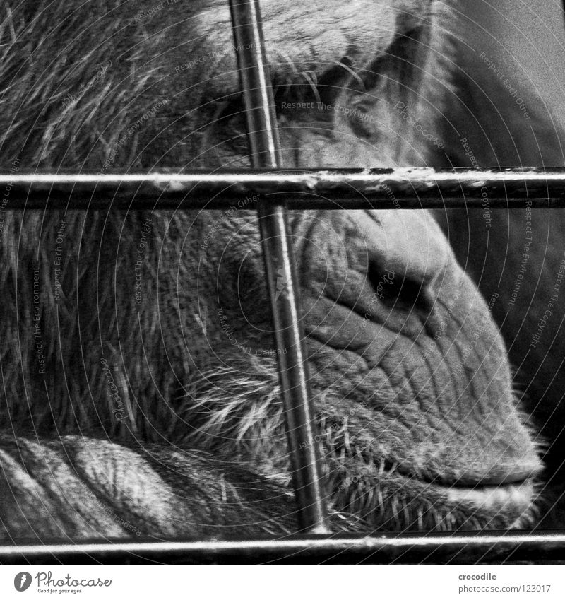 Schimpansen brauchen Freiheit V Zoo Menschenaffen gefangen Trauer Gitter Haftstrafe Stirn Fell Verzweiflung Schwarzweißfoto Tier Ausflug gefängniss Traurigkeit