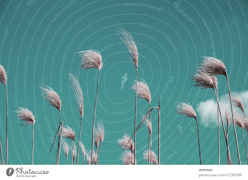 Windspiel Natur Pflanze Himmel Sommer Gras Garten Feld türkis ruhig biomasse Gedeckte Farben Außenaufnahme Menschenleer Textfreiraum oben Tag