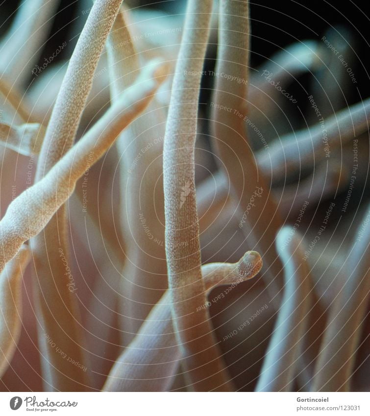 Tentakula Korallen Pflanze Tier Lebewesen Meer Leben Anemonen Aquarium Meerwasser Seeanemonen Reinigen Clownfisch Tiefsee Tentakel Fühler Wellen wiegen weich