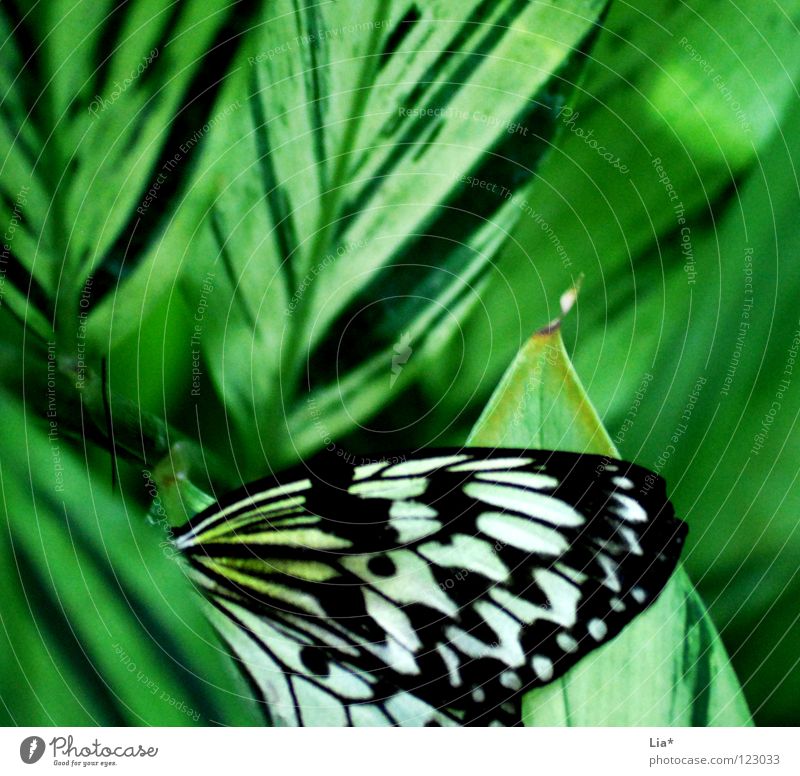 Flugblatt schön Natur Schmetterling Flügel Streifen sitzen weich grün schwarz weiß leicht fein Insekt Versteck verstecken Punkt Nahaufnahme Detailaufnahme