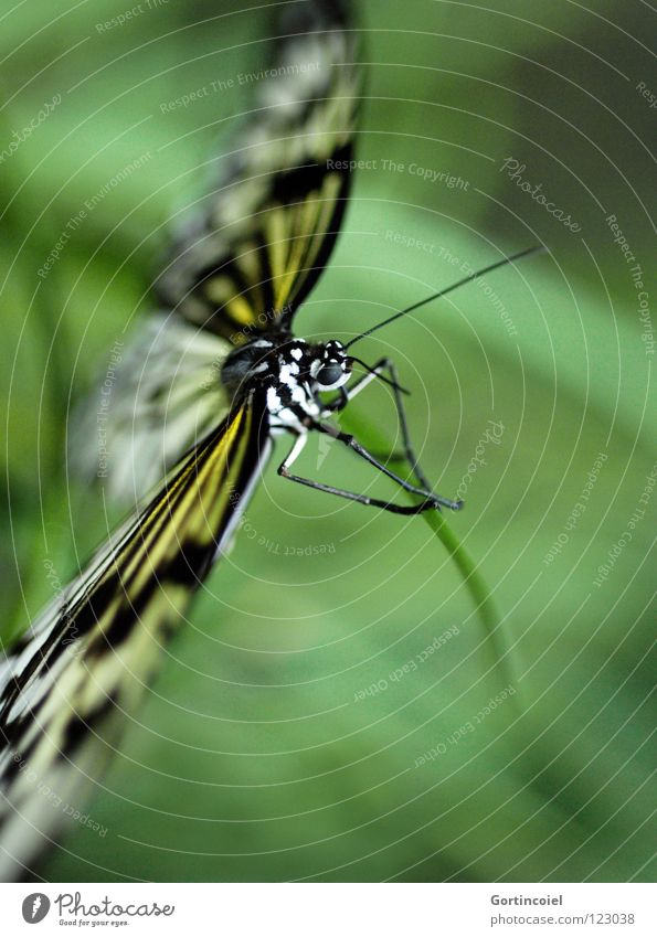 Schmetterviech I Schmetterling Insekt Tier Natur Rüssel Nektar fliegen Flügel Fühler Beine Auge Blume Stengel flattern fein filigran leicht sensibel elegant