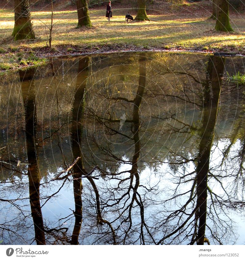 Auslauf Spaziergang Hund Tier Gewässer See Park Baum Wald Reflexion & Spiegelung entgegengesetzt Nachmittag Freizeit & Hobby Mensch Wasser Natur Himmel