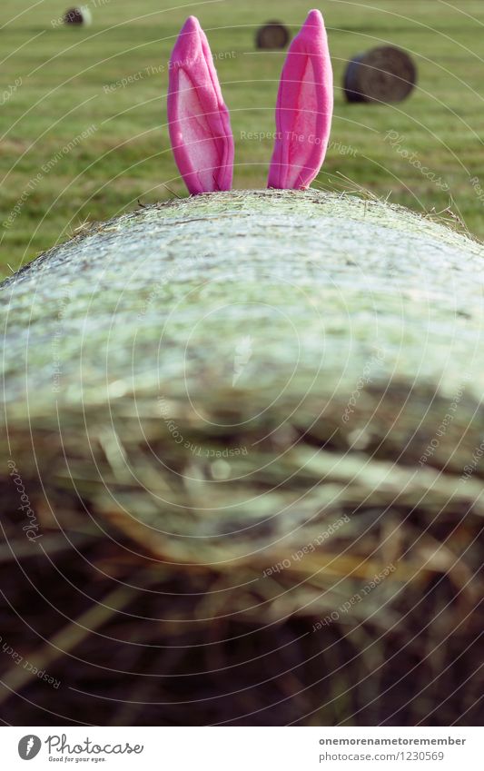 Hasenohren Kunst ästhetisch Hase & Kaninchen Hasenjagd Hasenbraten Ohr ohrenbetäubend verstecken Strohballen Spielen Spaßvogel rosa 2 Außenaufnahme hören