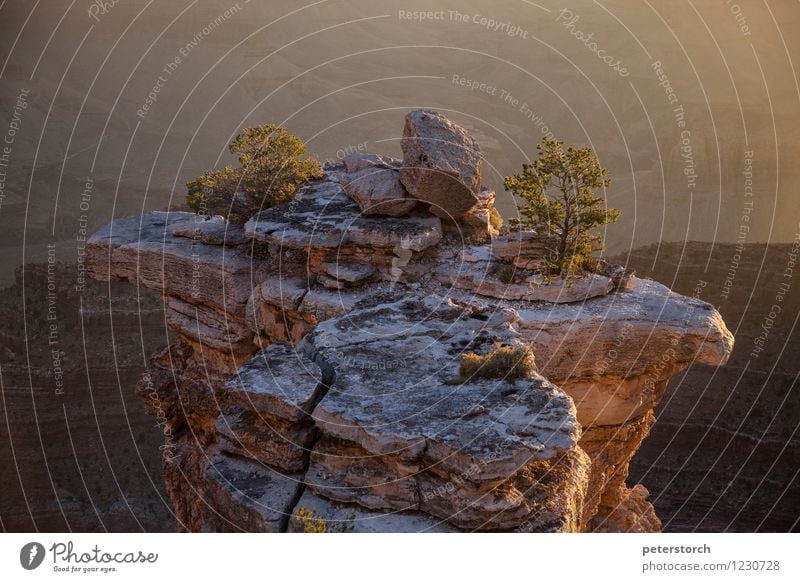 kleiner Baum auf großem Felsen Ferien & Urlaub & Reisen Ferne Natur Landschaft Berge u. Gebirge Schlucht Grand Canyon Stimmung Willensstärke Ausdauer Einsamkeit