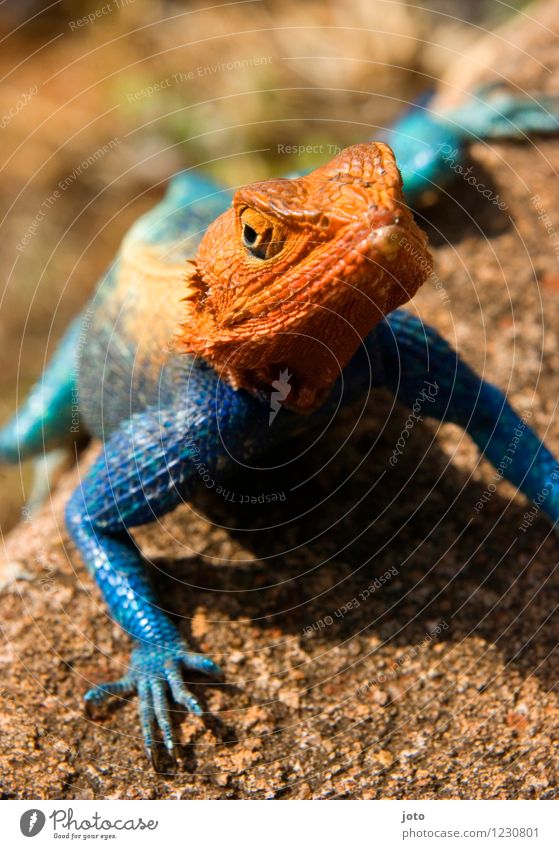 Vielfalt Natur Tier Sommer Schönes Wetter Echte Eidechsen beobachten genießen krabbeln sitzen außergewöhnlich elegant exotisch verrückt blau orange Vielfältig