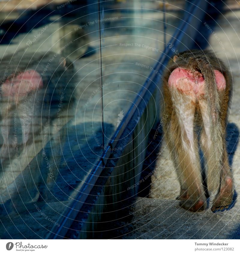 Alltag im Zoo Affen gefangen Langeweile Tier Menschenaffen Fell Säugetier Äffchen braun Zaun Gehege Spiegelbild trist Käfig Hinterteil Schwanz Lebewesen