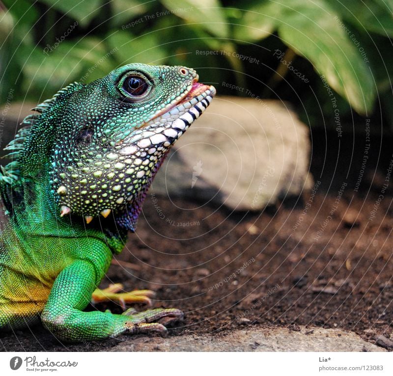 Exot exotisch Zoo außergewöhnlich Farbe Agamen Wasseragame Echsen Drache Reptil Leguane Stachel Schuppen grün Kopf Auge Maul Krallen mehrfarbig Detailaufnahme