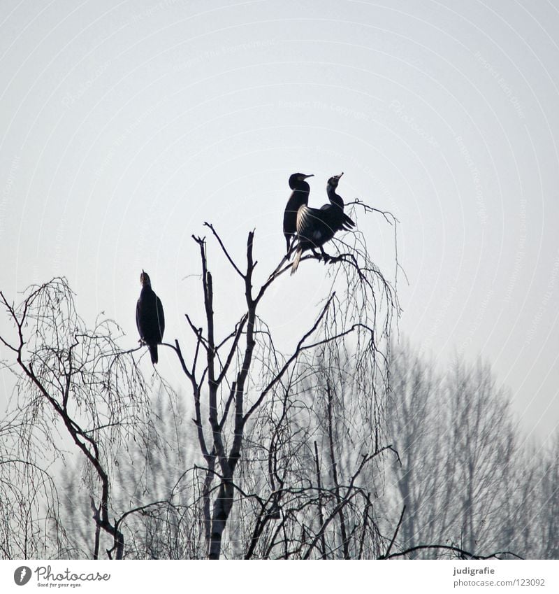 Gestern am Silbersee Vogel Birke Baum Wald Nebel trist grau Kormoran 3 Ruderfüßer See Teich Winter Himmel sitzen Aussicht Erholung Feder Küste