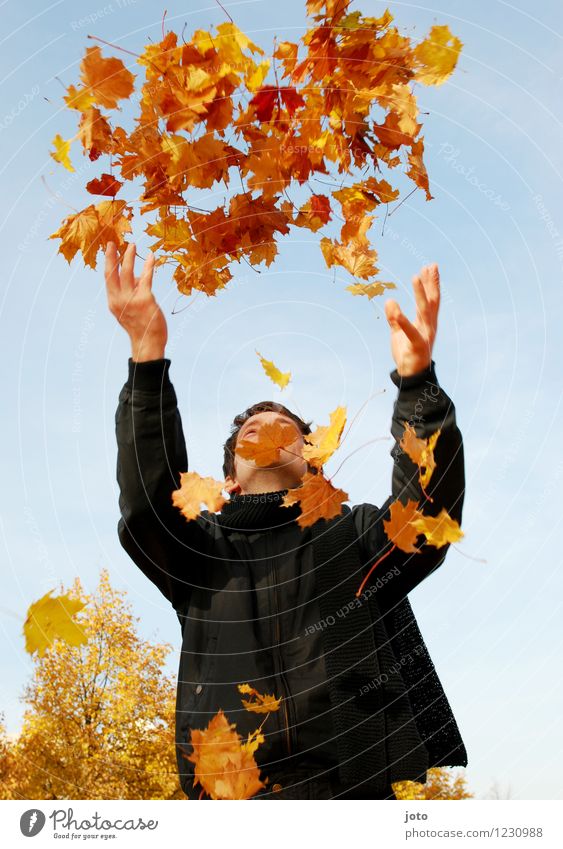 Herbstbeginn Mensch Mann Erwachsene Natur Schönes Wetter Blatt genießen werfen frei Fröhlichkeit frisch gelb orange Freude Glück Zufriedenheit Lebensfreude