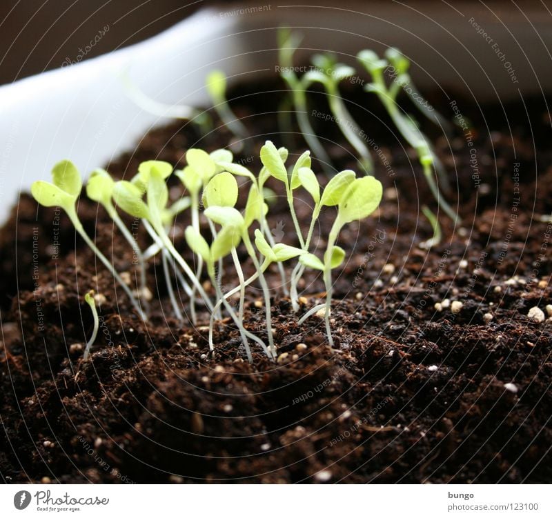 "Mehr Licht!" Wunder Botanik Biologie Pflanze Aussaat säen Keim keimen Leitersprosse erleuchten aufgehen Wachstum Erde züchten Stengel Blatt Jungpflanze