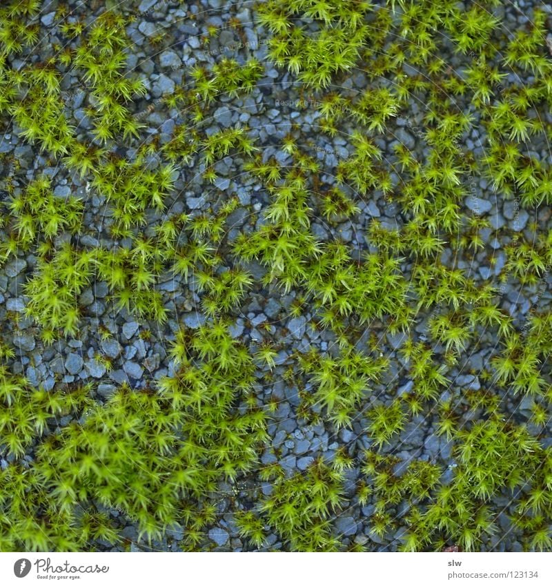 Grau & Grün grün grau Teer Teerpappe nass grasgrün Kies Makroaufnahme Nahaufnahme blau blau-grau Pflanze Gartenkies
