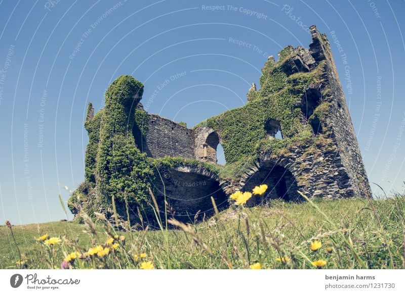 nu home Wolkenloser Himmel Schönes Wetter Pflanze Blume Gras Efeu Republik Irland Menschenleer Burg oder Schloss Ruine Mauer Wand Fassade Sehenswürdigkeit