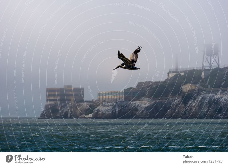 Alcatraz - Pelikan vor Pelikaninsel Ferien & Urlaub & Reisen Tourismus Ausflug Ferne Sightseeing Städtereise Meer Insel Tier Wildtier Vogel 1 fliegen wild