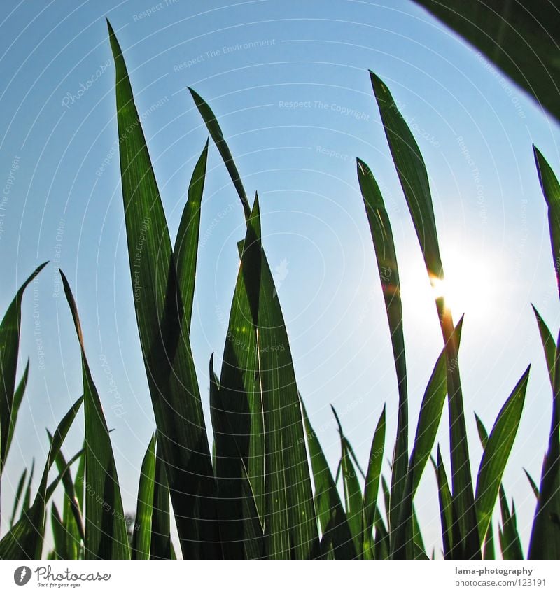 Ameisenperspektive Sonne Sonnenstrahlen Beleuchtung Sommer Frühling blenden heiß Physik Gras Halm Wiese Feld Freibad transpirieren sommerlich Erholung liegen