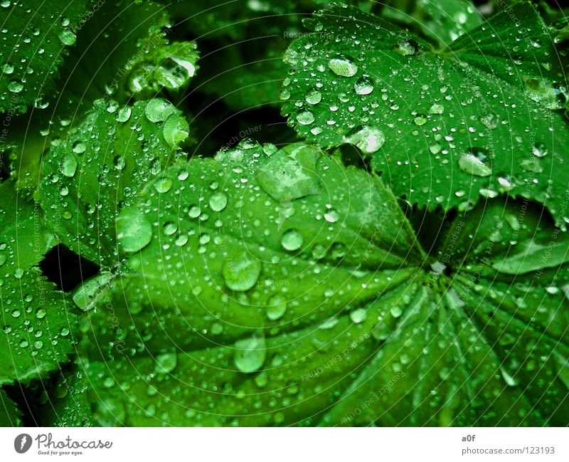 drops Blume grün Frauenmantel nass Wassertropfen Regen danach Kontrast