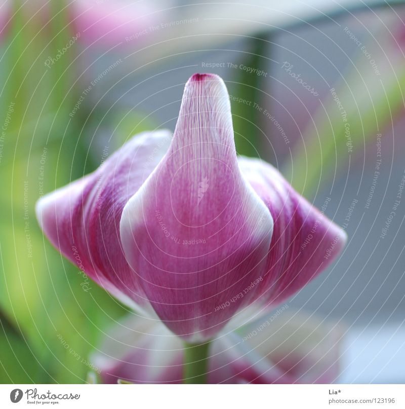 Tulpe zeigt Mittelfinger Stinkefinger Blume Blüte Zeichen Blühend frech rosa trotzig nachhaltig Flowerpower Symbole & Metaphern Empörung zart unfreundlich