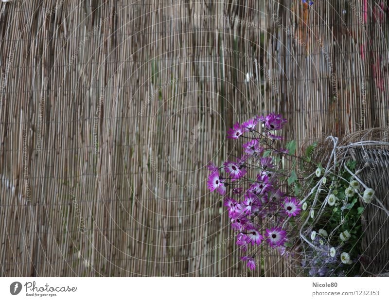 Blumen eingeflochten Blüte Grünpflanze ästhetisch Korb Bambus Sichtschutz Stillleben zart violett Farbfoto Außenaufnahme Menschenleer Textfreiraum links