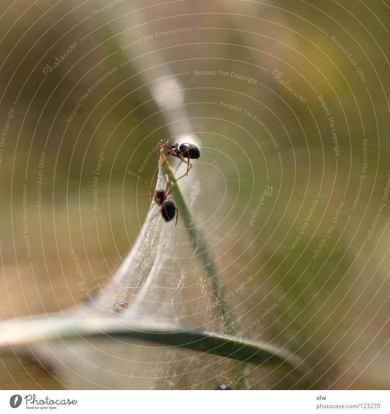 Spinnen-Duo Spinnennetz 2 Unschärfe Halm Makroaufnahme Nahaufnahme Netz Minispinne Gras. Grasspinne gewebt