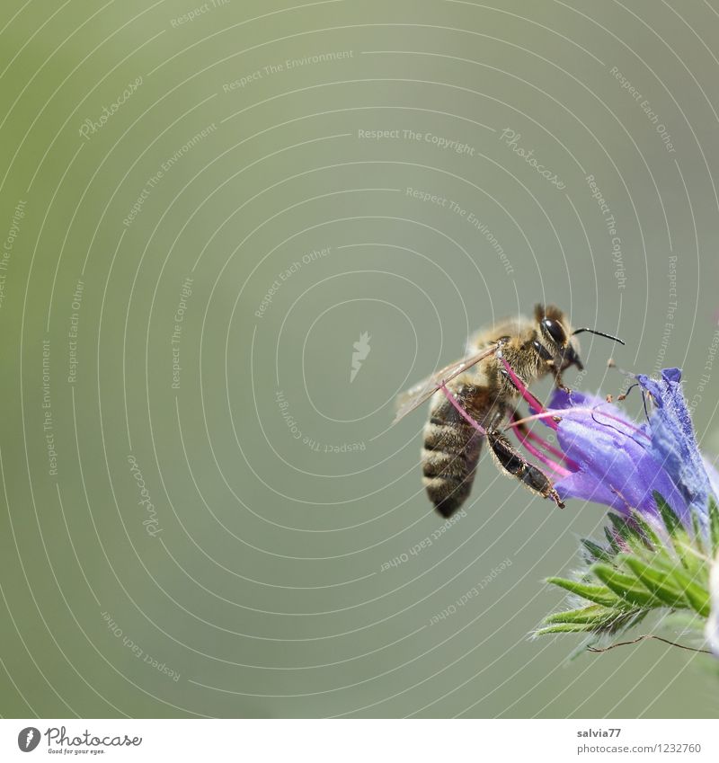 Honigbiene Natur Pflanze Tier Sommer Blüte Wildpflanze Garten Wildtier Biene Flügel Insekt 1 Arbeit & Erwerbstätigkeit Duft fliegen Gesundheit klein lecker