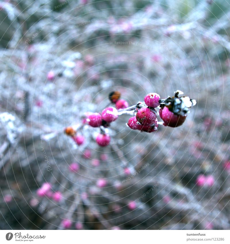 Frühlingserwachen Winter Mannheim Raureif Sträucher rosa weiß Beeren Schnee
