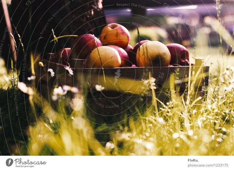 Frische Äpfel aus der Kiste Lebensmittel Frucht Apfel Ernährung Picknick Bioprodukte Vegetarische Ernährung Gesunde Ernährung Umwelt Natur Erde Sonnenlicht