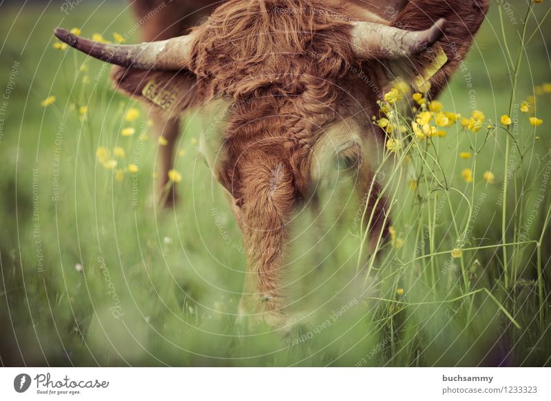 Kuh beim weiden Lebensmittel Fleisch Ernährung Essen Bioprodukte Frühling Gras Wiese Tier Nutztier 1 grün 2015 Europa Hörner altehrwürdig Deutschland Farbfoto