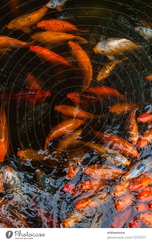 Koi Tier Fisch Aquarium Schwarm Tierfamilie Schwimmen & Baden Farbfoto mehrfarbig Außenaufnahme Menschenleer Tag Reflexion & Spiegelung