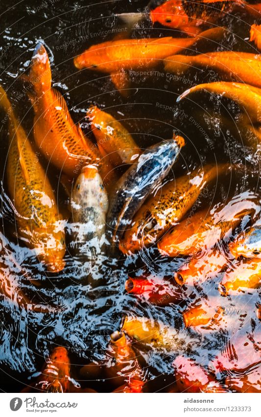 Kois Fisch Schwarm Schwimmen & Baden Wachstum Karpfen Farbfoto Menschenleer Reflexion & Spiegelung