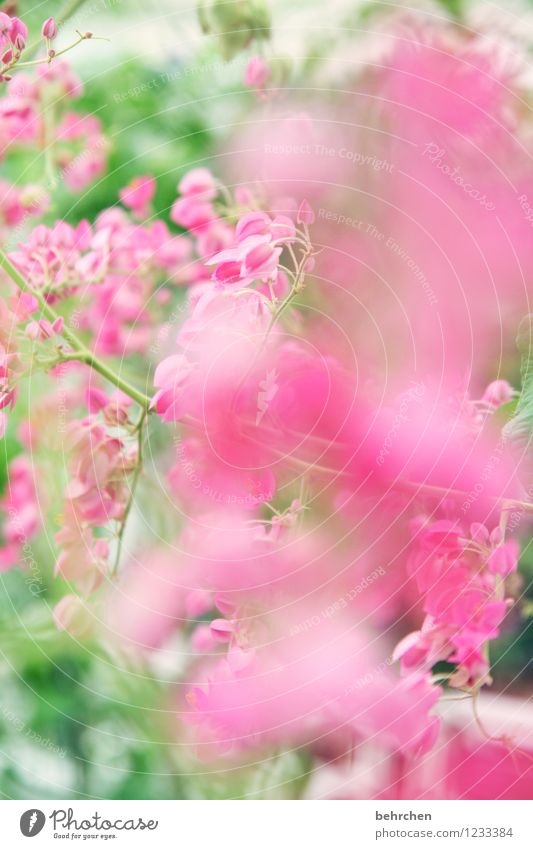 durch die rosarote brille Natur Pflanze Frühling Sommer Herbst Schönes Wetter Blatt Blüte Blühend Wachstum schön Kitsch grün Farbfoto Innenaufnahme Menschenleer