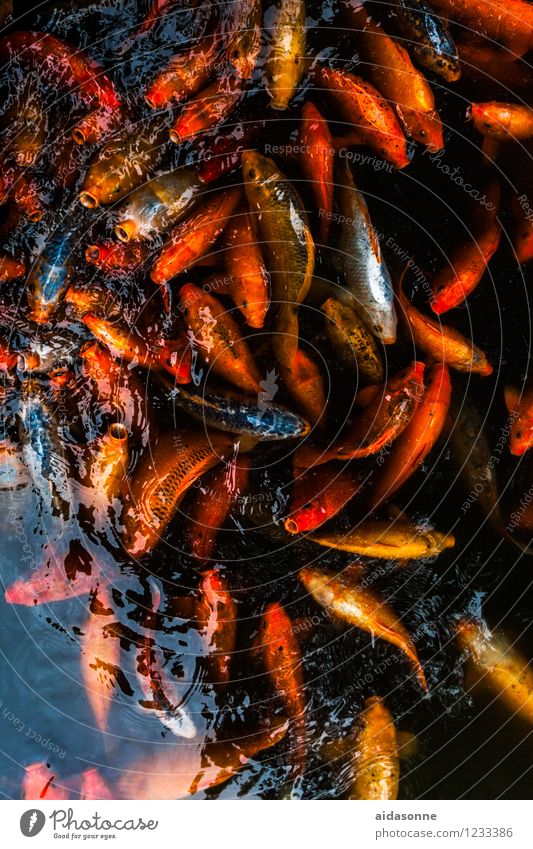 viele Kois Fisch Aquarium Schwarm achtsam Ordnungsliebe Reinheit koi Karpfen China Farbfoto Außenaufnahme Menschenleer Tag