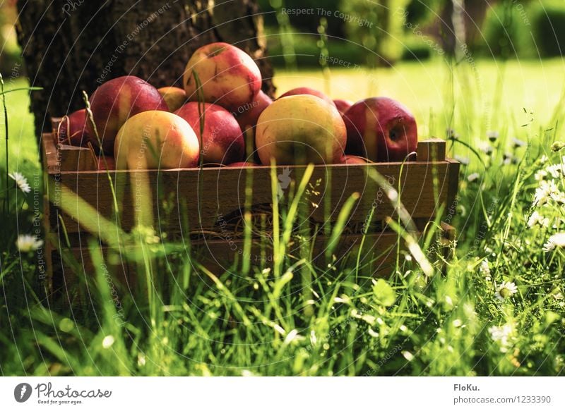 Erntezeit Lebensmittel Frucht Apfel Ernährung Bioprodukte Vegetarische Ernährung Umwelt Pflanze Sonne Sonnenlicht Sommer Gras frisch Gesundheit lecker gelb grün