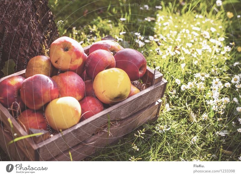Bio, Bioer, am Biosten Lebensmittel Frucht Apfel Picknick Bioprodukte Vegetarische Ernährung Natur Pflanze Sonnenlicht Herbst Gras frisch Gesundheit lecker gelb