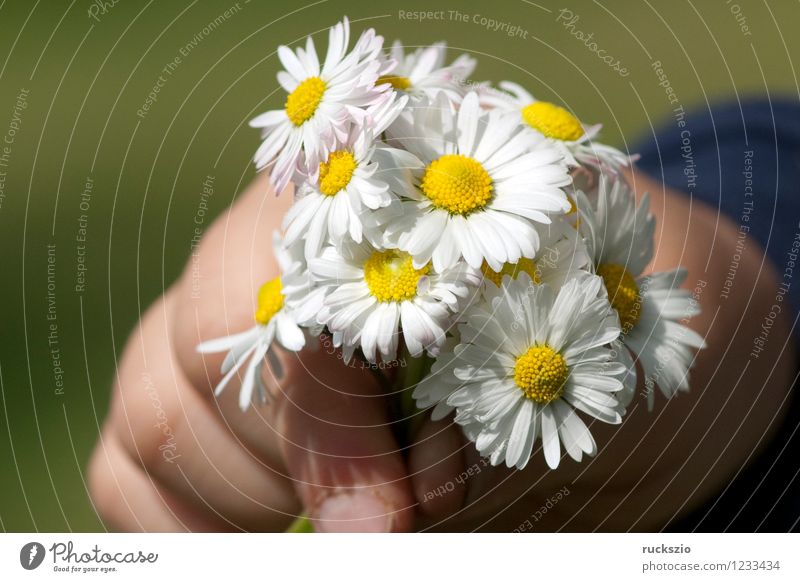 gaenseblumenstraesschen, hand, Bellis; Perennis Alternativmedizin Hand Natur Pflanze Blume Blüte Wildpflanze Wiese Blühend Farbfoto Außenaufnahme Nahaufnahme