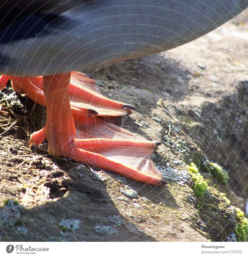 1,2,3 im Entenschritt watscheln vorwärts stehen Zehennagel Verschmitzt Vogel Fuß orange Entenfuß schreiten Schwimmhilfe Stein laufen