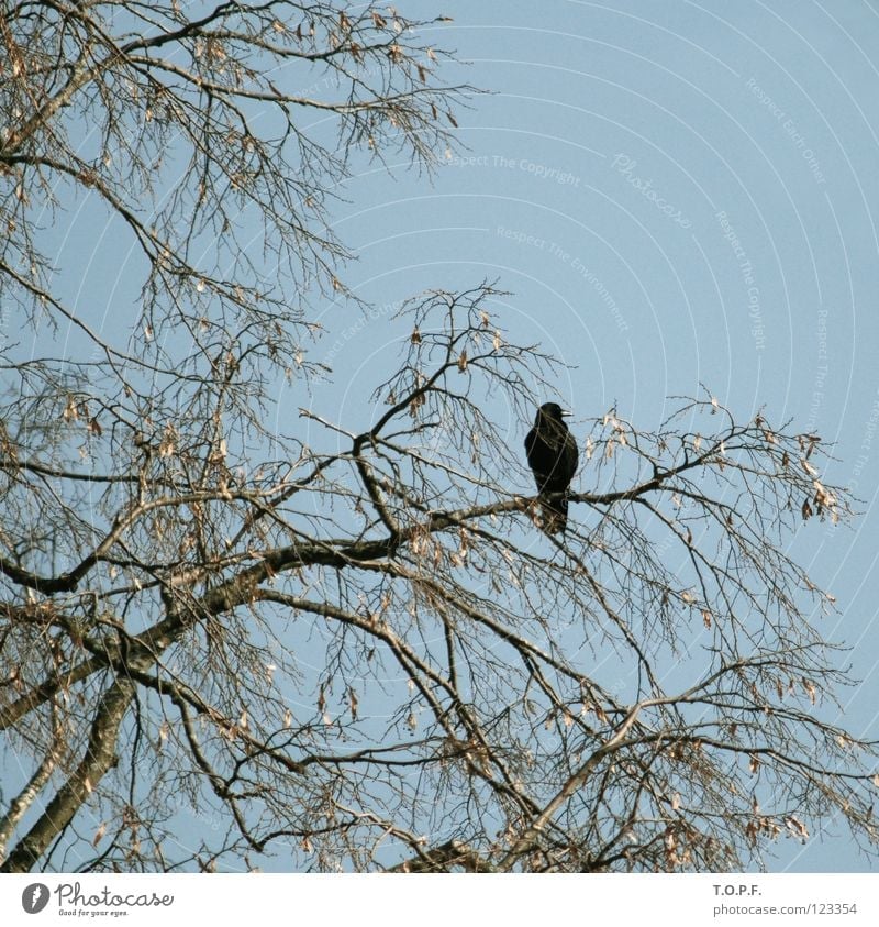 Blackbird Vogel Amsel Einsamkeit Baum Schweiz Himmel Ast fliegen karg Zweig Natur Flügel sitzen Freiheit