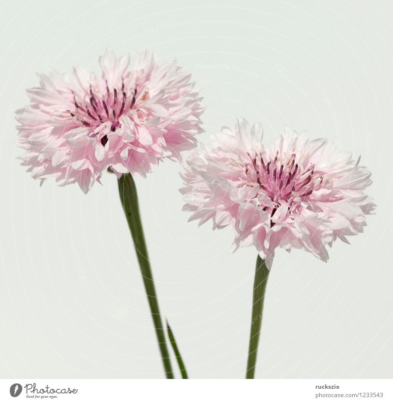 Kornblume; Centaurea; cyanus; Ackerpflanzen; Alternativmedizin Natur Pflanze Tier Blüte Wildpflanze Blühend frei rosa weiß Flockenblume Kornblumenblueten