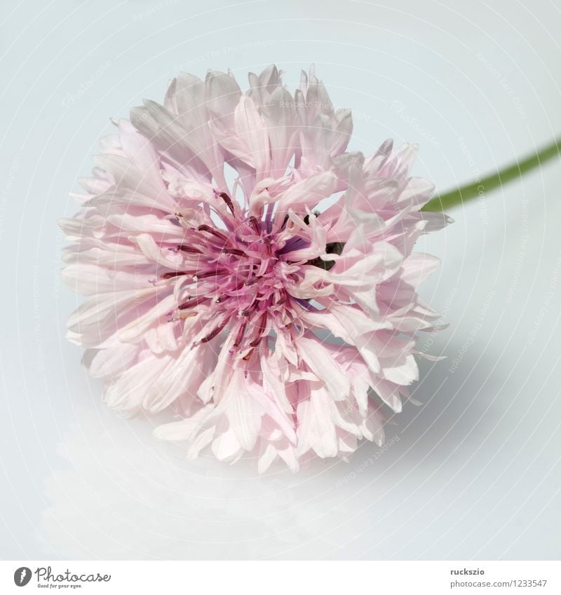 Kornblume; Centaurea; cyanus; Ackerpflanzen; Alternativmedizin Natur Pflanze Blume Blüte Wildpflanze Blühend frei blau rosa schwarz weiß Flockenblume