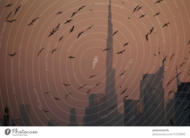 der Burj Khalifa im Abendlicht Ferien & Urlaub & Reisen Tourismus Ferne Städtereise Himmel Sonnenlicht Dubai Skyline Hochhaus Wahrzeichen Wildtier Möwenvögel