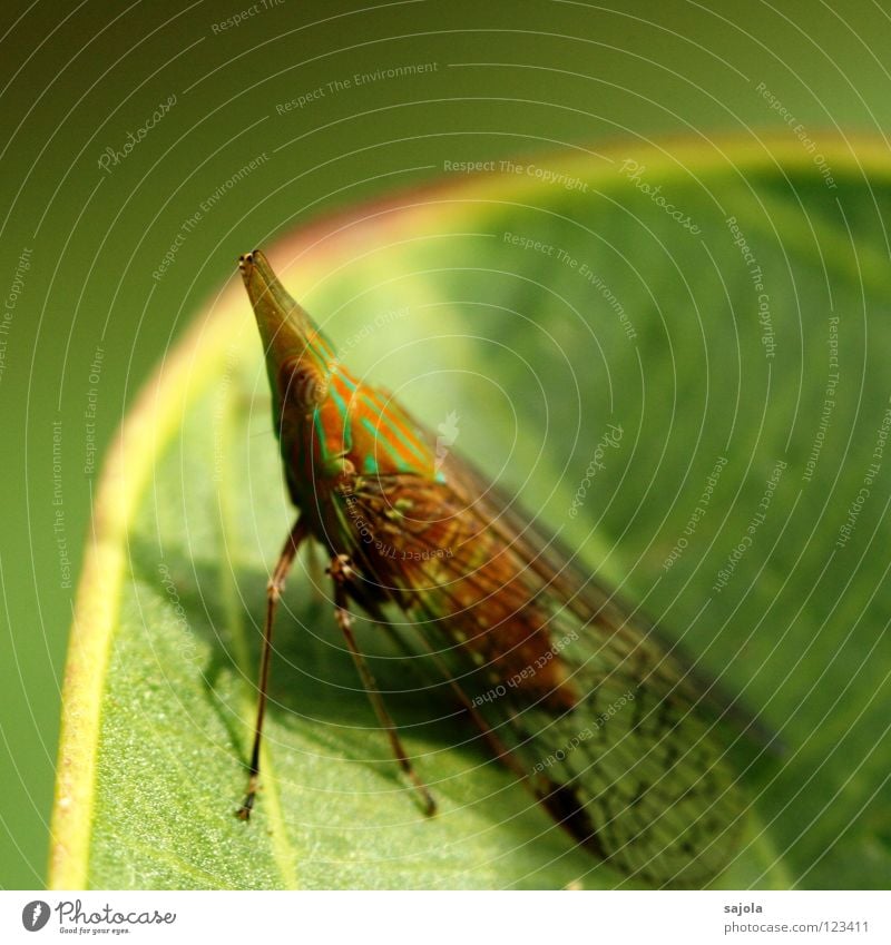 hopadihop again Tier Urwald Spitze grün Zikade gestreift Insekt Asien spitzkopfzikade orange Farbfoto Außenaufnahme Nahaufnahme Makroaufnahme Tag