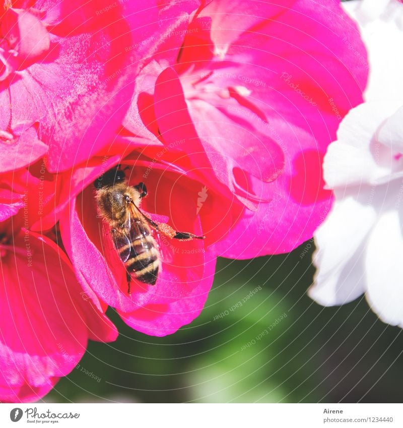 da muss noch mehr sein! Pflanze Blume Blüte Pelargonie Tier Nutztier Biene Insekt 1 Arbeit & Erwerbstätigkeit fliegen Fressen genießen krabbeln frei natürlich