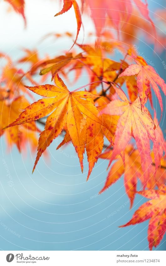 herbstlich Natur Pflanze Herbst Schönes Wetter Blatt Garten Park Wärme gelb gold rot Hoffnung ruhig Laubbaum Herbstlaub Herbstfärbung Indian Summer Kanada