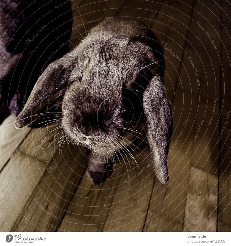 teppichratte Hase & Kaninchen Zwergkaninchen Haustier Tier klein Hängeohr Neugier Säugetier Ohr Blick Nase Schnurrhaar Schnauze niedlich Tiergesicht Tierporträt