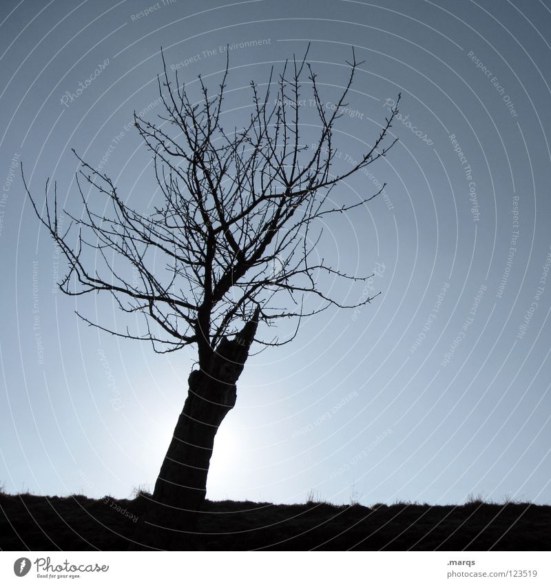 Kahlheinz Baum Pflanze kalt Horizont einzeln Gegenlicht schwarz Silhouette Vergänglichkeit Natur Ast Zweig Einsamkeit Single